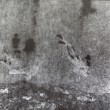 Dive 2011