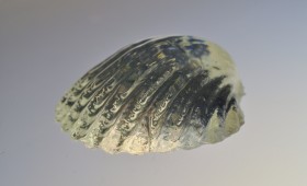 Shell 2011