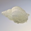 Conch Seashell 2011