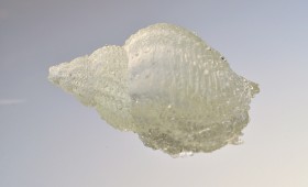 Conch Seashell 2011