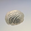 Brain Coral 2011