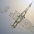 Spitfire 2011