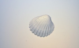 No Man’s Land 2011