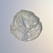 The Old Seashell 2011