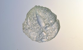 The Old Seashell 2011