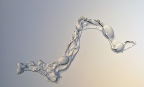 Seaweed 2011