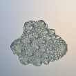 Broccoli Coral 2011