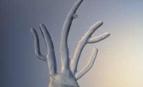 The Coral Tree 2011