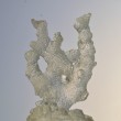 Coral Tree 2011