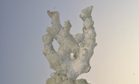 Coral Tree 2011