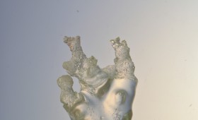 Liquid tree – Solid form 2011
