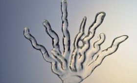 Coral Plant 2011