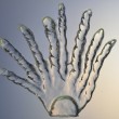 Coral Plant II   2011