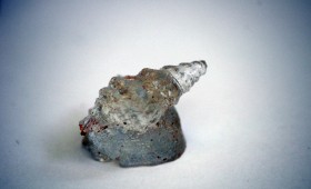 Little Seashell 2011