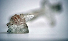 Shadow & Shell 2011